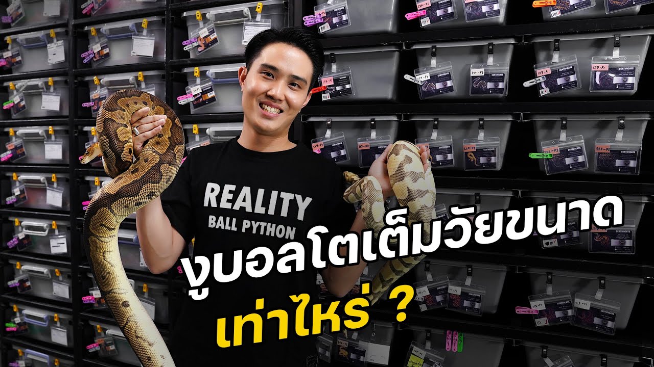 งูบอลมีขนาดเท่าไหร่【 EP.170 | 4K 】#realityballpython #ballpython