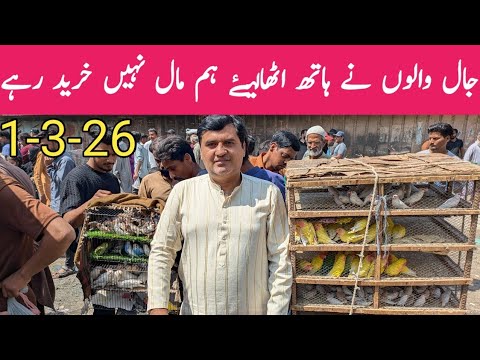 Birds Market Lalukhet Sunday Update 1 March 2026 | Latest Bird & Jaal Scene | BPT