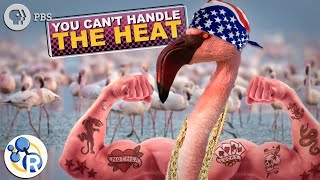 Why Flamingos Are Pink and HARDCORE