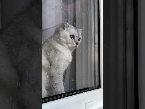 Chinki Loves To Play With Laser Light With Soniya 🤩😊😁
