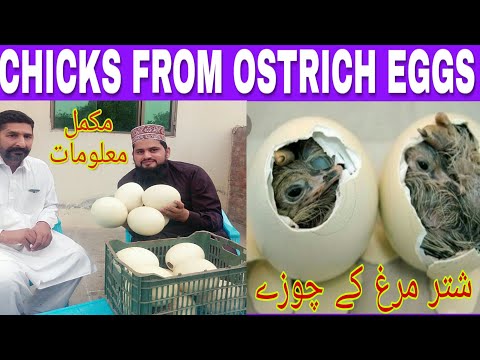 download lagu mp3 mp4 Fertile Ostrich Eggs For Sale Near Me, download lagu Fertile Ostrich Eggs For Sale Near Me gratis, unduh video klip Fertile Ostrich Eggs For Sale Near Me