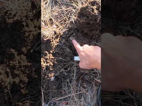 Bouncy Signal BIG Silver