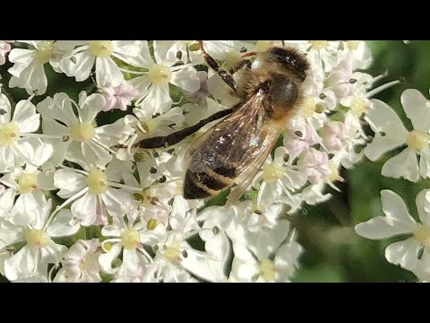 Do Bees Hibernate In Winter - With Cotswold Bees