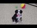 Mini Bernedoodle dogs for sale: Bindi - Video 1