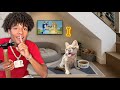 I Built A SECRET Room For My PUPPY