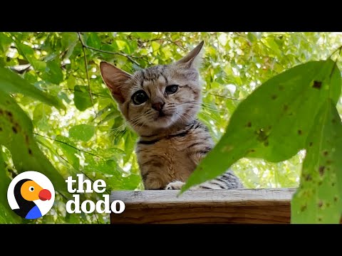Wait Until The Entire Cat Family Appears | The Dodo Cat Crazy