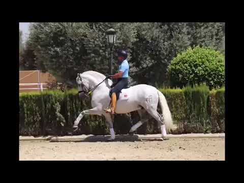 Sergio Ramos's horse 🐎 on Instagram