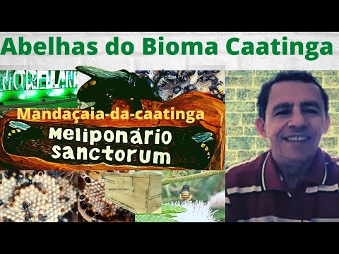 Mandaçaia-da-caatinga na raiz do Pau d'arco 