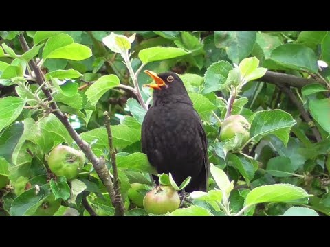 Gubbinsville - Blackbird