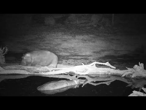 Djuma: Second Hippo arriving - 21:55 -  09/07/19