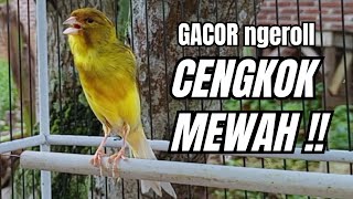 Download lagu Masteran KENARI GACOR ngeroll panjang,Cuit Cuit Emosi AMPUH bikin kenari nyaut ,Masteran MURAI BATU mp3 Download lagu Masteran KENARI GACOR ngeroll panjang,Cuit Cuit Emosi AMPUH bikin kenari nyaut ,Masteran MURAI BATU mp3