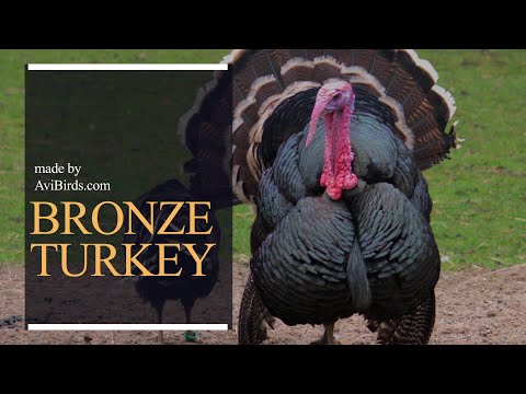 , title : 'Bronze Turkey'