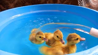 Bebek Bebek Lucu Melompat di Air Sambil Berenang dikolam Kecil Warna Warni Biru Pelangi