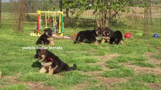 Video preview image #2 German Shepherd Dog Puppy For Sale in CHRISNEY, IN, USA