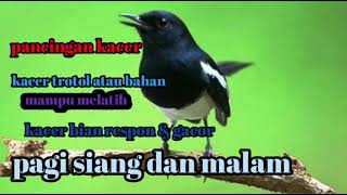 Download lagu 🔵PANCINGAN KACER TROTOL ATAU BAHAN ‼️MAMPU MELATIH BIAR RESPON & GACOR‼️ mp3