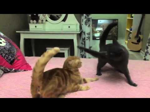 Fighting cats Slow Motion