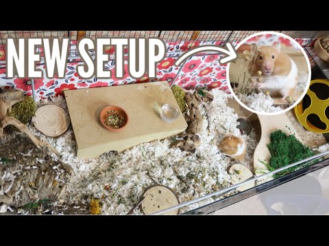 New Hamster Cage Setup! (Time-lapse)