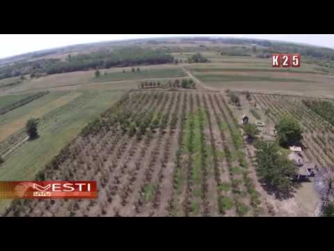 Cena nektarina ista kao i prethodnih godina