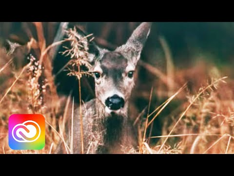 Live UI/UX Design with Pek Pongpaet - 1 of 3 | Adobe Creative Cloud