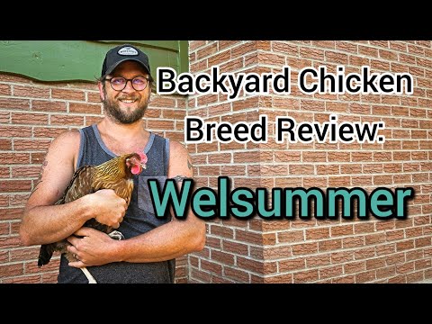 Welsummer hens — backyard breed review