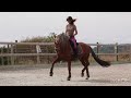 Entier - PRE - 9 ans - Dressage / Polyvalent - France