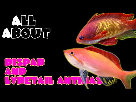 Anthias zlatý (Pseudanthias squamipinnis) — video o chove a starostlivosti