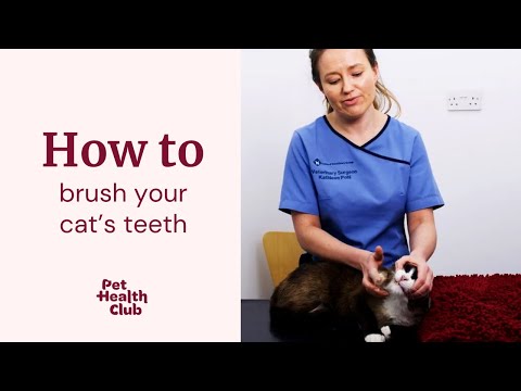 How to brush your cat's teeth | An expert vet guide