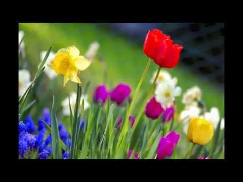 Images Of Spring Flowers