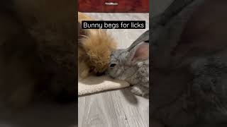 Please lick me!! 👅 #rabbit #bunny