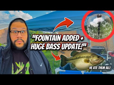 “Pool Pond Upgrade! New Fountain + Fat Bass Growth Update”