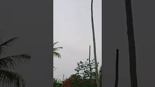 Download lagu Pohon Kelapa Kesambar Petir Sampai Gundul.!! mp3
