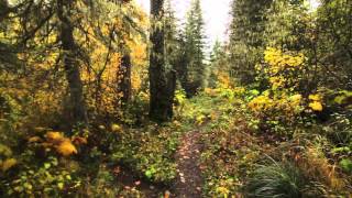 This is a trail video for a trip from West Glacier along the South Boundary Trail to Lincoln Creek, up the creek to Lincoln Lake and back out the Lincoln Lake Trail to Going-to-the-Sun Road