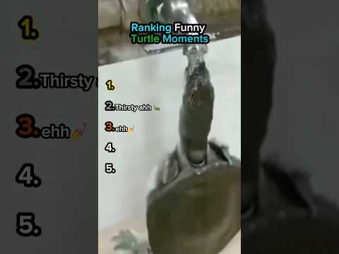Ranking Funny Turtle Moments💀