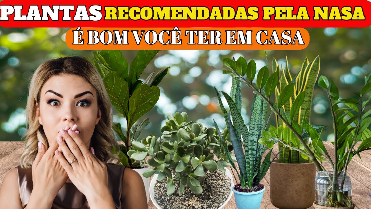🌿 Plantas Purificadoras do Ar Segundo a NASA As Melhores para um Estilo de Vida Saudável 🌱
