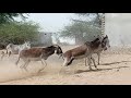 Donkeys Fighting Donkey Fights Real Action Donkey Gadhe Ki Ladai گڏهن جي ويڙهه गधे 