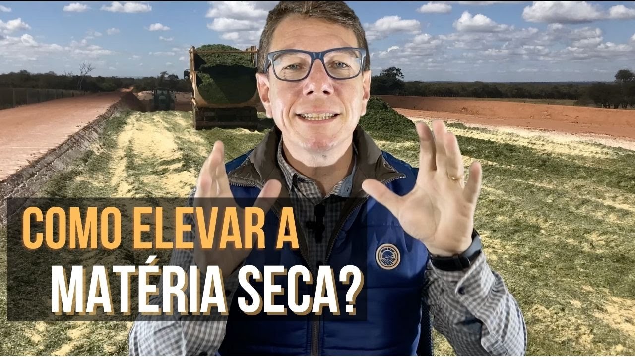 Como elevar o teor de matéria seca de silagens úmidas?