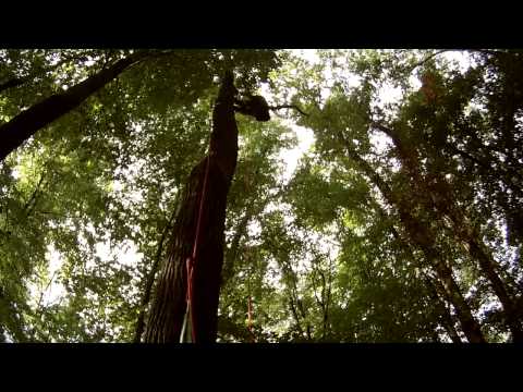 Die Waldelfen zu Dyck