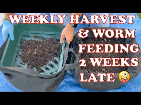 How I Harvest My Outdoor Worm Bin Weekly + Feeding & Time Lapse | Vermicompost Worm Farm