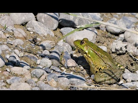 Frosch gegen Fliege in Zeitlupe / Frog vs Fly in slow motion