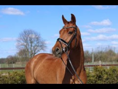 2014 Hanoverian mare by VIVALDI www.sporthorses-online.com