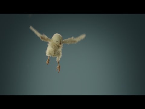 Flying chicks