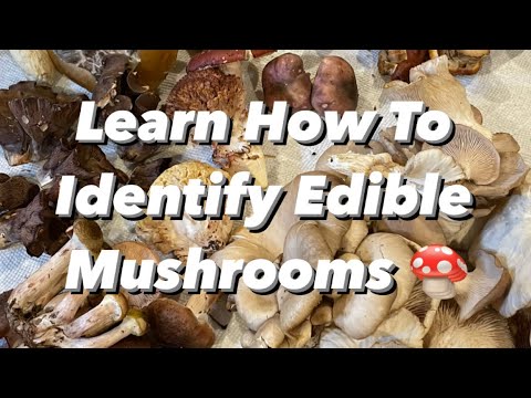 Learn How to Identify Edible Mushrooms (California Fall Season Edition)