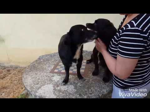 CLEMENTINA E SHAGY adozione di coppia Arezzo taglia piccola