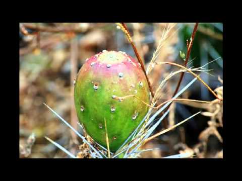 CORONGO Cholita del Huascaran - Rio Santa Caudaloso