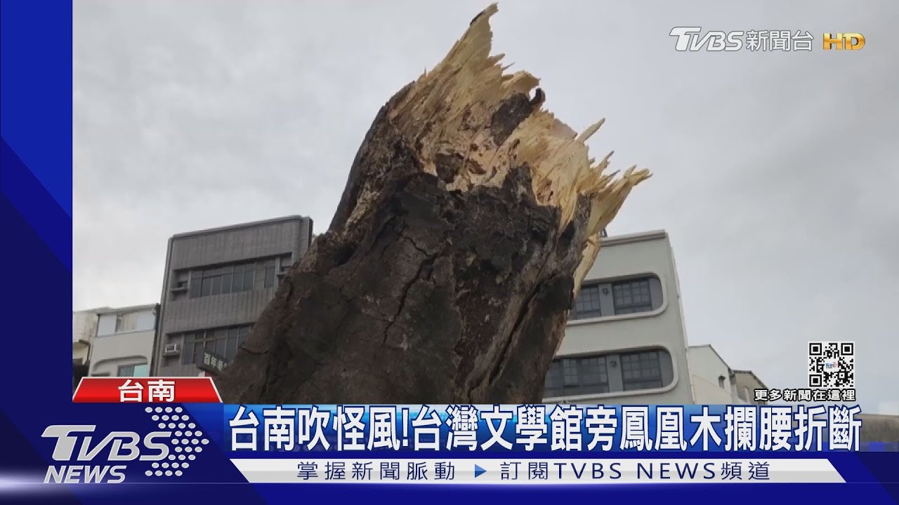 怪風!台南台灣文學館旁鳳凰木攔腰斷 南投樹倒阻交通