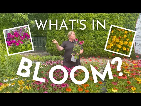 JULY BLOOMS | What's Blooming In Our Perennial Garden Right Now 🌼