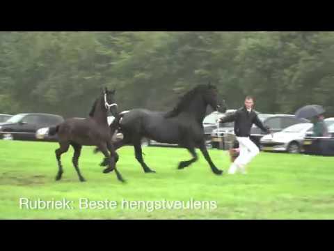 Fokdag Het Friese Paard Wolvega eo