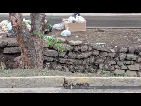 Acumulación de basura desata plaga de ratas en sectores de Caña de Azúcar en Aragua