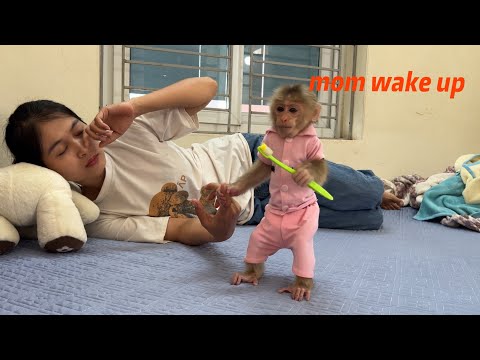 Smart monkey abi wakes up her mother every morning