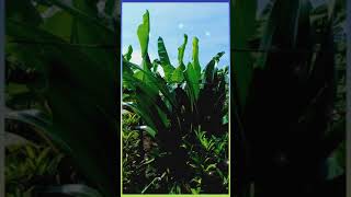 Download lagu LAGU KERONCONG : MULANYA BIASA SAJA ( DIAN PIESESHA ) Lokasi : Kec.Gubug Grobogan JATENG. mp3 Download lagu LAGU KERONCONG : MULANYA BIASA SAJA ( DIAN PIESESHA ) Lokasi : Kec.Gubug Grobogan JATENG. mp3